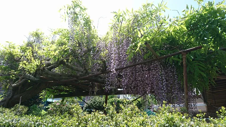 ～5月のお知らせ～