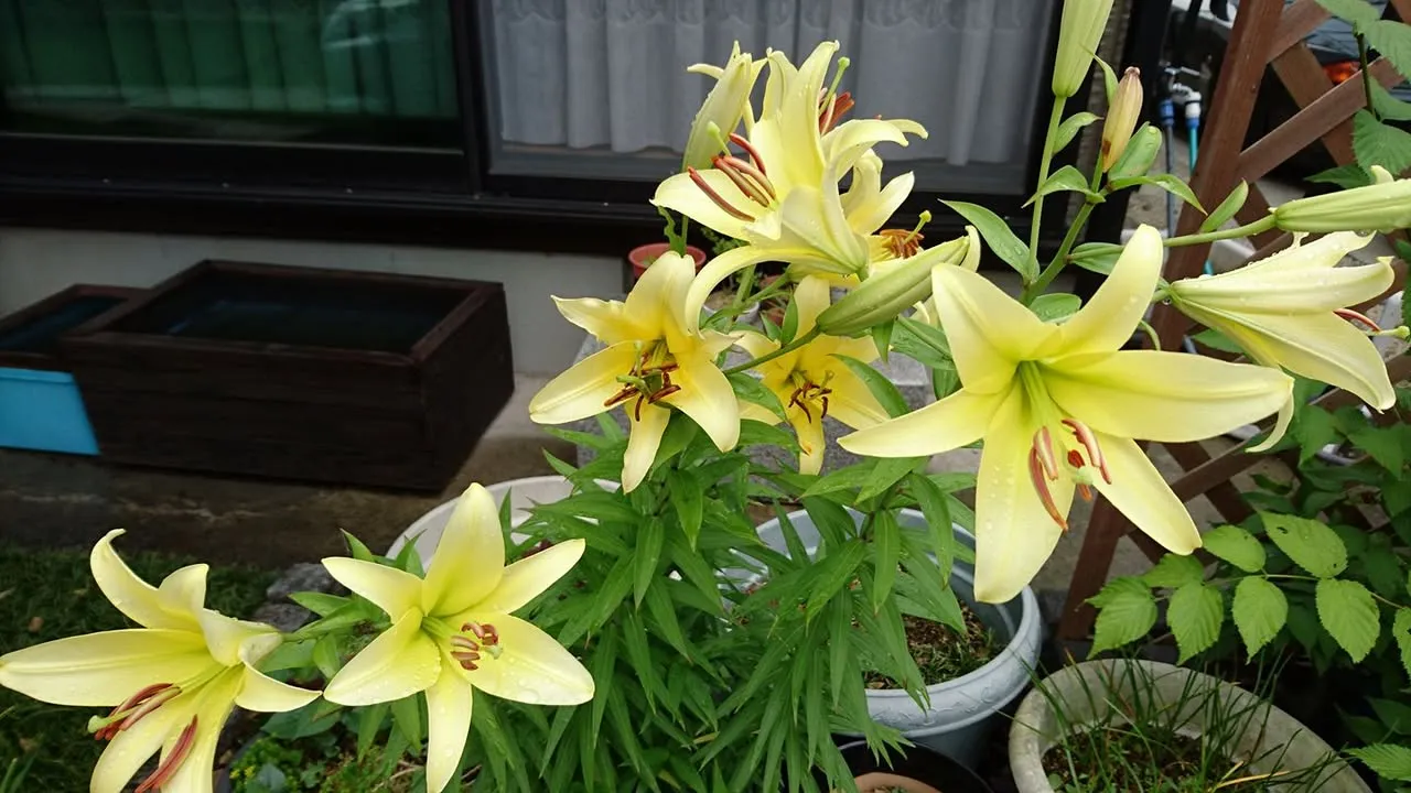 ~7月のお知らせ~