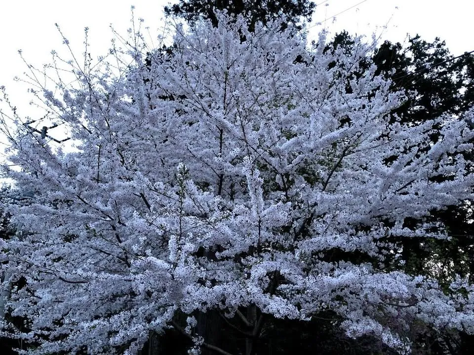 4月のお知らせ